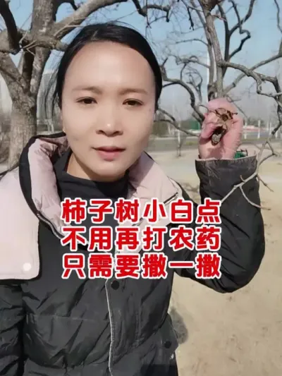 #柿子树 #果树管理技术 #蚧壳虫怎么治