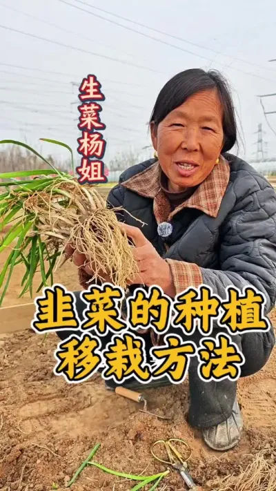 韭菜种植移栽的方法 韭菜为什么移栽的讲解#韭菜种植 #种韭菜 #种植小技巧 #生菜杨姐 #蔬菜种植