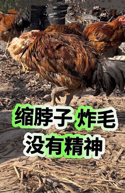 鸡炸毛缩脖没有精神，前期减水减料，中期大嗉子吐水，后期越养越瘦零星挂掉，严重影响养鸡效益，遇到这种情况，只需要把胃得乐用上3-5天轻松搞定，就在视频左下角#鸡病防治 #科学养鸡 #服务三农支持三农 #