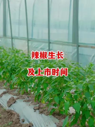 辣椒种植时间及上市时间计算#辣椒种植 #辣椒 #小米辣 #线椒 #来抖音学农技