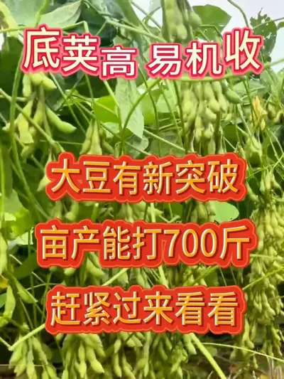 2025年大豆新品种，亩产700斤，大颗粒高蛋白 #服务三农支持三农 #抖音助农 #产量特别高 #农业种植