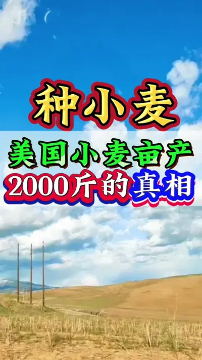 美国小麦亩产2000斤的真相#小麦种植 #小麦 #种小麦 #小麦高产技术 #小麦管理