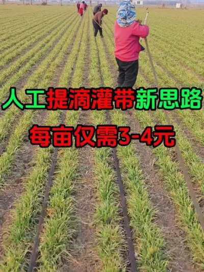小麦返青期人工提滴灌带新模式 每亩仅需3-4元，效率大大提高，节本增效。#滴灌带 #小麦返青期管理 #心系三农服务三农