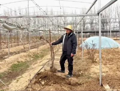 关于葡萄树移栽种植的一些儿关键步骤与要求#葡萄种植 #农业种植 #果园管理 #种植 #技术分享