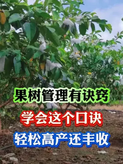果树管理秘诀，学会丰产还丰收#果树 #果树种植 #果树管理 #果园管理