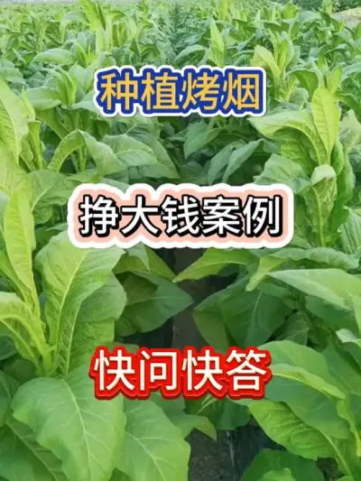 关于烤烟能否挣钱的问题 #服务三农支持三农 #烤烟 #新农人计划 #烤烟种植技术与管理 #烤烟种植