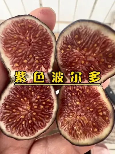 别种小波，我怕你太容易就吃到果了！如果你啥都不会，卡卡乱剪都不会影响它出果。果肉暗红色糯糯的，不仅甜，它有果酱香味，不得不爱它！#记录我的种植生活 #盆栽无花果#无花果 #紫色波尔多