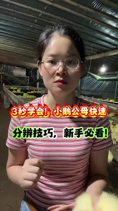 3秒学会！小鹅公母快速分辨技巧，新手必看！#养鹅 #鹅 #养鹅技术分享 #养鹅人 #狮头鹅