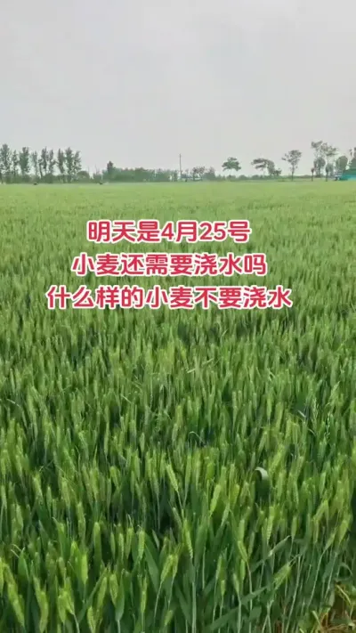 #小麦#高产小麦 #抖音助农#新农人#种植
