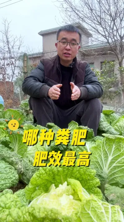 哪种粪肥肥效最高？各种粪肥的肥效介绍？每百斤粪肥的肥效相当于多少斤的化肥？#关注我一起学种菜 #种植小技巧 #我的小菜园 #肥料 #在家种菜
