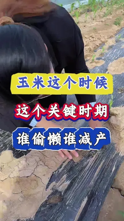 玉米这个时候，玉米管理关键时期，谁偷懒谁减产#农业种植 #玉米 #玉米高产管理 #三农 #玉米高产