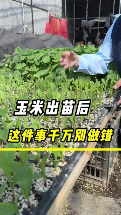 玉米出苗后，这件事千万别做错#玉米 #玉米叶面肥 #玉米种植 #三农 #农业