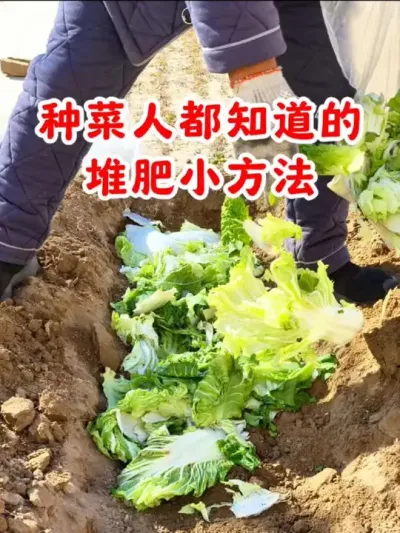 种菜人都知道的堆肥小技巧 #堆肥 #蔬菜种植 #绿色蔬菜 #自制堆肥 #种菜