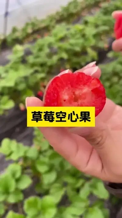 草莓空心果会影响草莓的商品性，一定要注意！#启明大师姐 #草莓种植管理技术和方法 #农业技术推广 #科学种植 #病虫害防治