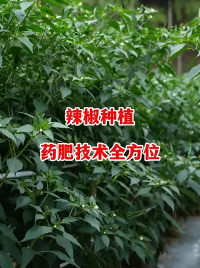 提供全方位的辣椒茄子管理技术和药肥方案#辣椒种植 #辣椒 #小米辣 #线椒 #来抖音学农技
