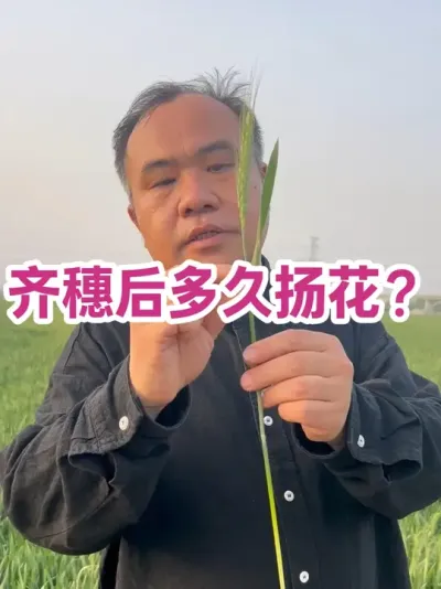 齐穗后多久扬花？ 扬花看温度和湿度，温度高 和湿度低，扬花快！#分享农业知识帮助农民增产增收