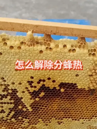 蜜蜂想分家，怎么解除分蜂热#蜜蜂养殖 #三农 #分蜂热 #囚王笼