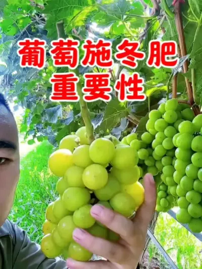 葡萄特制有机肥，冬肥喂饱，明年花朵果多增产又丰收#葡萄种植 #葡萄 #葡萄施肥 #葡萄种植技术 #分享农业知识帮农民增产增收