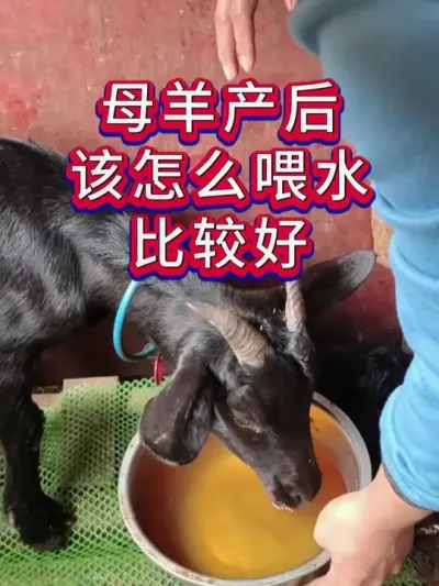 母羊产后该怎么喂水比较好 #养羊人 #养羊技术 #养羊经验 #养殖技术
