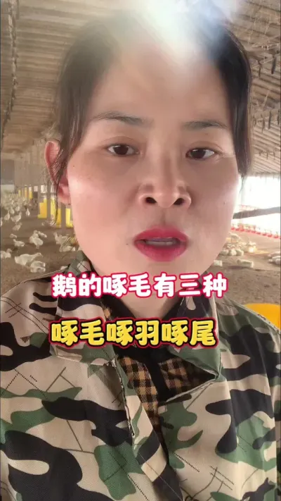 鹅的啄毛有3种情况，啄羽啄尾啄背。你都遇到过哪些？#养鹅人 #养鹅技术分享 #狮头鹅 #养鹅