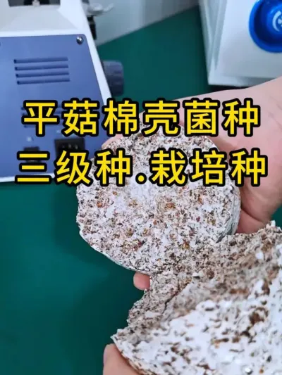 平菇棉壳菌种，三级种，栽培种，需要菌种的老板联系我#平菇种植 #平菇菌种 #食用菌栽培种 #栽培种