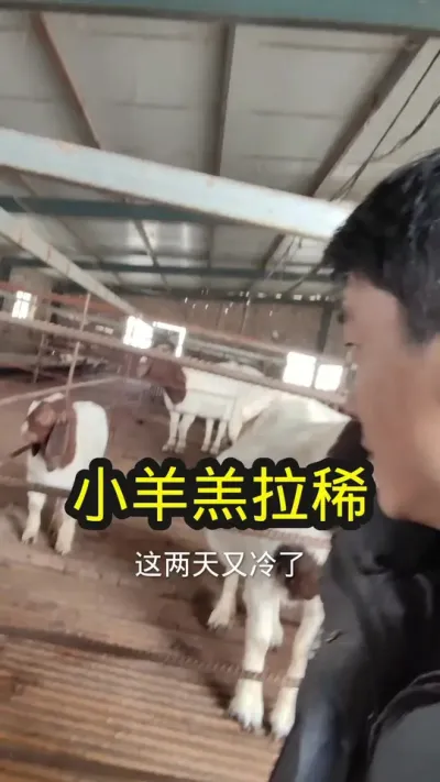 小羊羔拉稀#养羊 #农村养羊 #养羊技术分享 #羊羔拉稀 #养羊技术