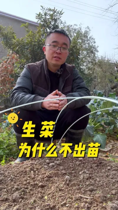 生菜为什么不出苗？生菜怎么种出苗快？#我的小菜园 #关注我一起学种菜 #种植小技巧 #内容启发搜索 #生菜