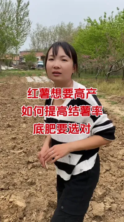 红薯要想产量高，快速提高结薯率，选对底肥很重要#红薯种植#红薯底肥#红薯管理#红薯高产#红薯大丰收