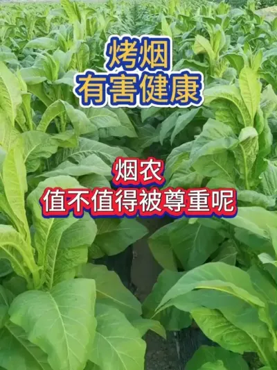 烤烟有害健康，烟农值不值得被尊重呢 #烤烟 #烟草 #烤烟种植 #烤烟种植 #农业种植