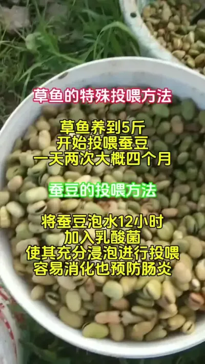 这样喂出来的鱼肉脆嫩爽口，价格也好 #水产养殖 #脆肉皖 #草鱼养殖 @抖加🔥上热门🔥dou+🔥热点宝