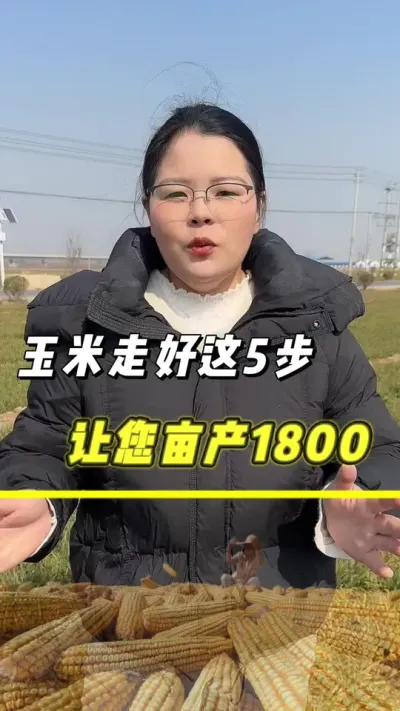 玉米高产管理方法5步走#玉米 #玉米高产管理 #农业种植 #农业 #抖音助农