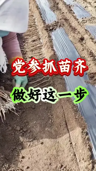 党参种植 党参抓苗齐做好这一步 #党参种植 #党参管理 #党参高产 #药材种植