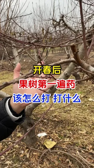 果树开春第一遍药怎么打#果树种植#果园管理#果树病虫害防治#果园管理#分享农业知识帮农民增产增收