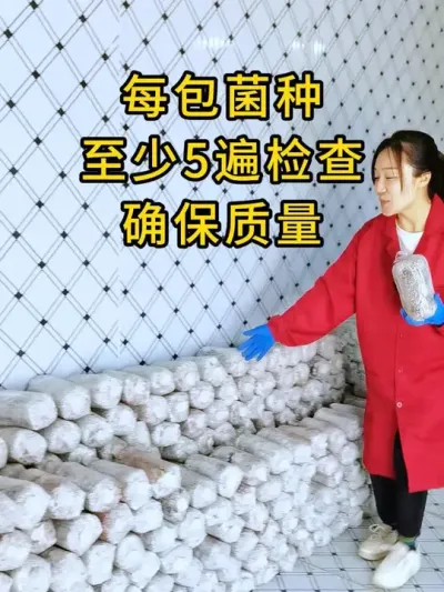 去年甘肃三百万袋的反季节基地，用的就是这个品种，喜获丰收#平菇种植#平菇菌种 #食用菌栽培种 #栽培种