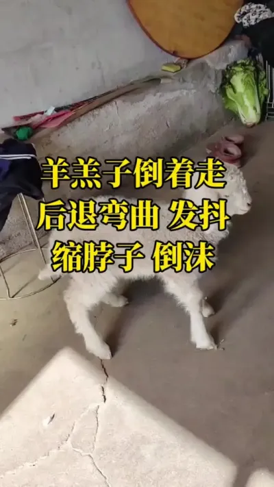 羊羔子出现这种情况一定不要乱用药#口蹄疫 #牛羊口蹄疫 #口蹄疫咋治