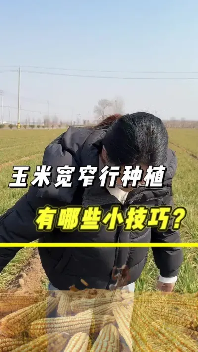 玉米宽窄行种植小技巧#玉米 #玉米种植 #农业 #三农 #抖音助农