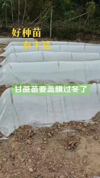 黄金甘蔗开始盖膜。#甘蔗 #优质种苗 #黄金甘蔗 #种植 #农业种植