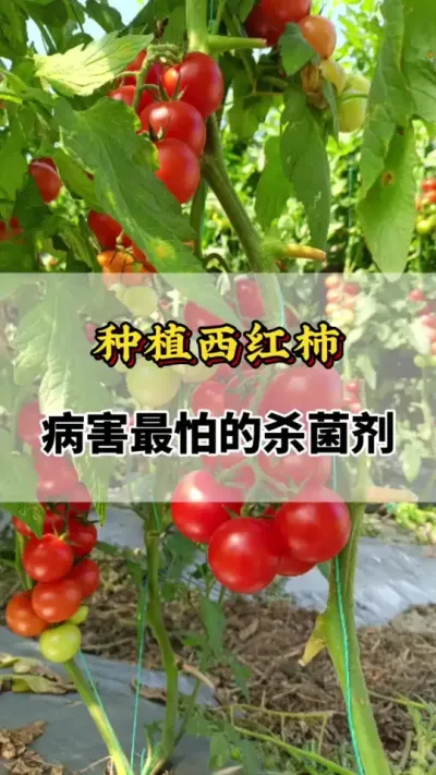 种植西红柿，最怕的杀菌剂#番茄种植方法及管理技术 #西红柿种植技术与管理法 #番茄种植技术 #番茄杀菌剂 #番茄种植技巧和方法