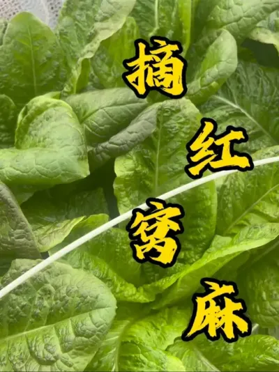 红窝麻菜很值得种，采摘期比较长，而且叶子肥厚比较好吃。#记录我的种植生活 #盆栽青菜 #自己种的纯天然的绿色蔬菜