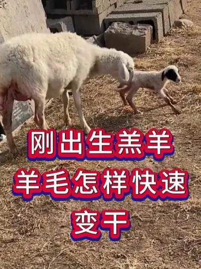 刚出生羔羊羊毛怎样快速变干 #养羊 #养殖知识 #养羊人 #新手养羊