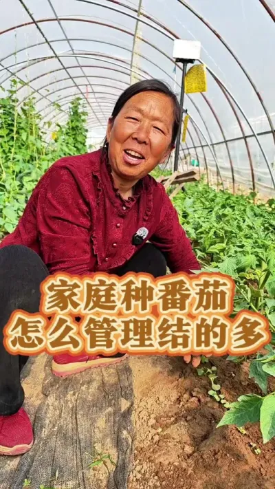 家庭种植番茄的管理方法 家庭种植管理番茄的方法#番茄管理技术 #西红柿种植 #生菜杨姐 #蔬菜种植