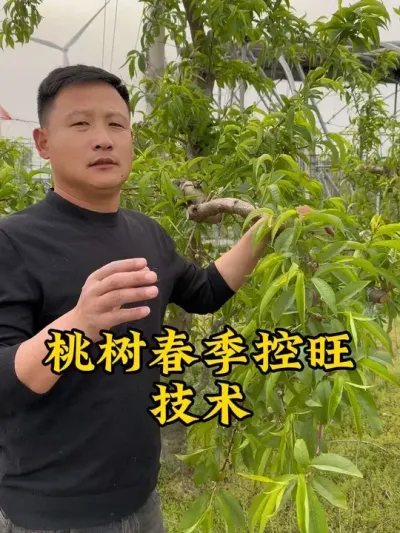 #农业种植 #控旺技术 #桃丰灵 #抖音新农人 #果树管理 @抖音小助手 @抖音热点 @抖音创作者中心