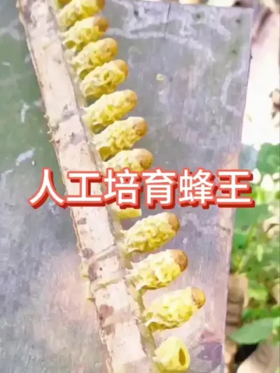 怎么人工培育蜂王 #蜂王 #蜜蜂养殖 #三农 #人工育王