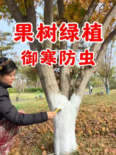 入冬以后，记得给家里果树和绿植刷一层#涂白剂 不但可以御寒防冻，还能预防来年病虫害的发生#果树管理 #果树种植 #养护小知识 #种植小技巧