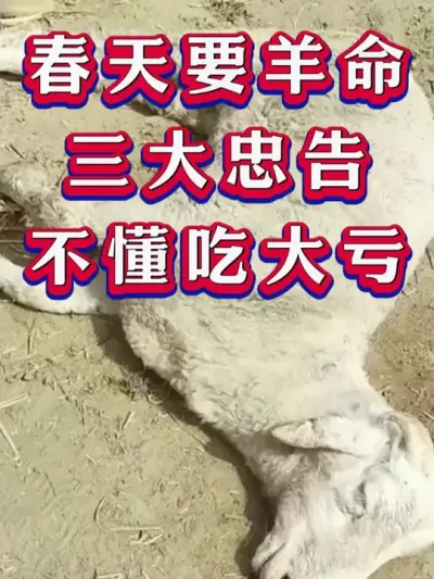 春天要羊命三大忠告不懂吃大亏 #养羊 #三农 #新手养羊 #养殖