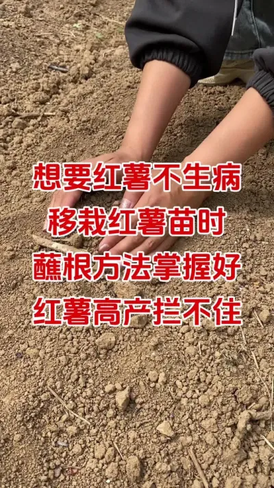 红薯蘸蘸根，高产挡不住#红薯种植#红薯蘸根#红薯移栽#红薯管理#红薯高产