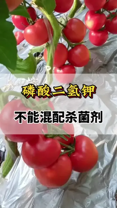 磷酸二氢钾不能混配的杀菌剂#番茄种植方法及管理技术 #番茄高产#磷酸二氢钾 #番茄种植#分享农业知识帮农民增产增收