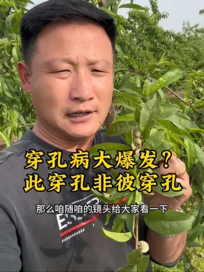 #果树管理 #抖音助农 #新农人计划 #三农 #抖音新农人 @抖音小助手 @抖音热点 @抖音创作者中心