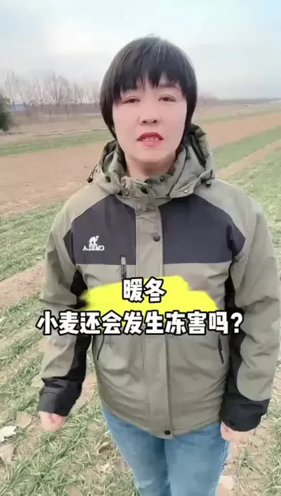 暖冬，小麦还会发生冻害吗？ #田间地头走一走 #小麦 #农业
