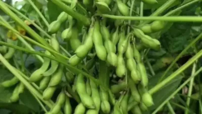 大豆的超高产种植技术#五只羊 #来抖音学农技 #新农人计划2022 #分享农业技术传播 #高产